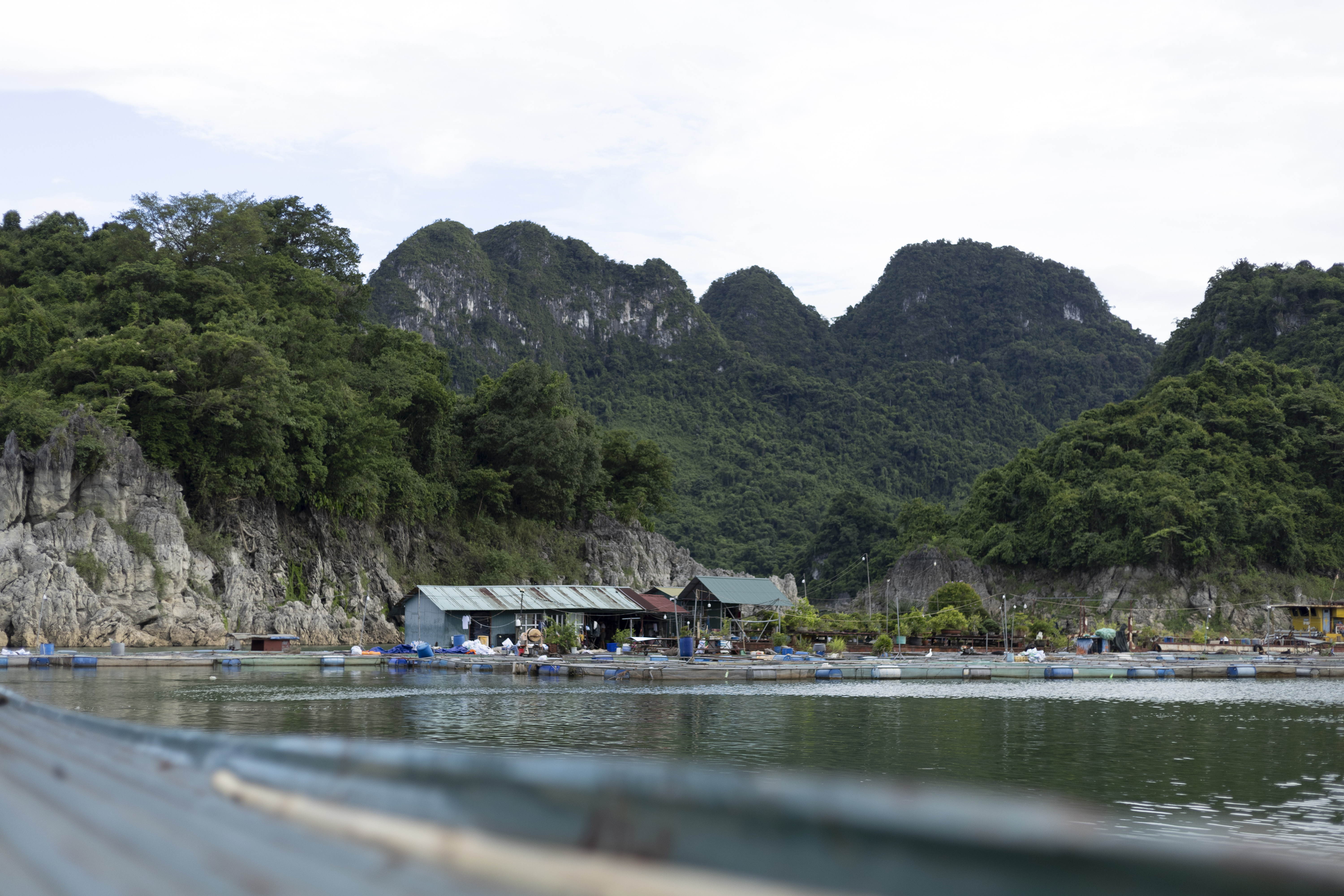 Với Quy Trình Chăn Nuôi Cá Lồng Đạt Chuẩn VietGAP